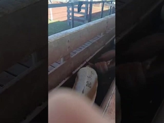 Elektronik kulak etiketi sığır kulak etiketi elektronik koyun etiketi hayvan kulak etiketi