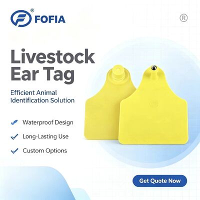 ICAR T904+T905 Kombinasyon Hayvan Takip Küpe Yeni RFID TPU Plastik 70*57mm Lazer Kodlama 3 Yıl Garanti Çiftlik Kullanımı Sığır
